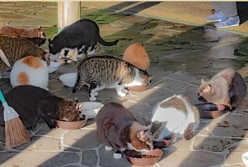 地域猫活動メンバー募集 ふれんず飯塚 気軽にお声掛け下さい ありちゃーん 鯰田のボランティアのメンバー募集 無料掲載の掲示板 ジモティー