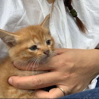 茶トラ子猫　生後2ヶ月