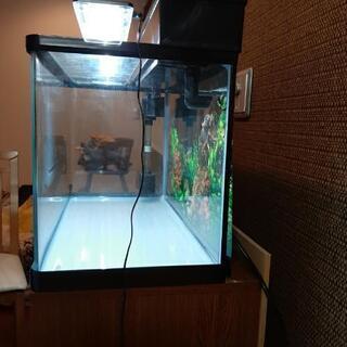 GEX60cm水槽セット（自作水槽台付）