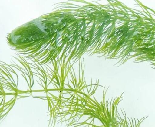 水草 マツモ15本 無農薬 二児のパパ 滝川のその他の中古あげます 譲ります ジモティーで不用品の処分 水草 マツモ15本 無農薬 二児のパパ 滝川のその他の中古あげます 譲ります ジモティーで不用品の処分