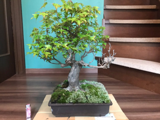 盆栽