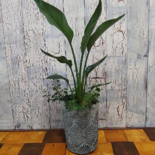 観葉植物 ストレリチア レギネ ゆっぴー 西日暮里のその他の中古あげます 譲ります ジモティーで不用品の処分 観葉植物 ストレリチア レギネ ゆっぴー 西日暮里のその他の中古あげます 譲ります ジモティーで不用品の処分