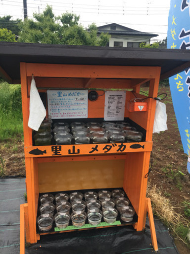 里山めだか メダカ無人販売所 青みゆきフルボディ 白ラメ 紅白ラメ