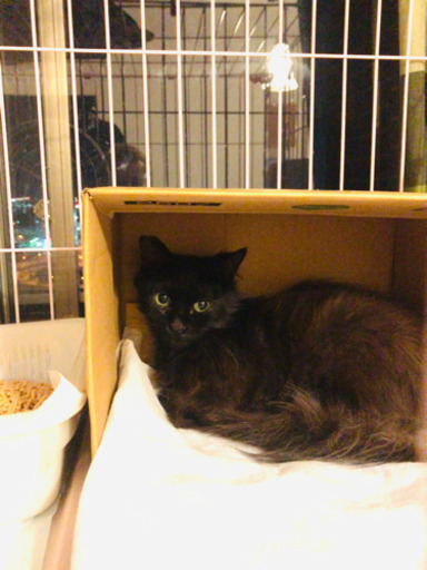 ゴージャス ペルシャmix長毛種 黒猫エメラルドグリーンの瞳が魅力的な男の子 推定5 6ヶ月 プーチン 川崎の猫の里親募集 ジモティー ゴージャス ペルシャmix長毛種 黒猫エメラルドグリーンの瞳が魅力的な男の子 推定5 6ヶ月 プーチン 川崎の猫の里親募集 ジモティー
