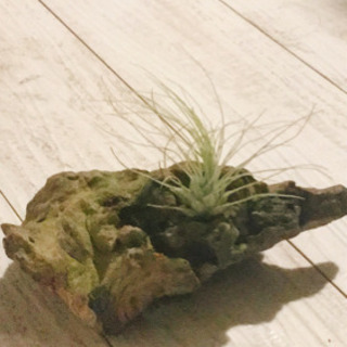観葉植物 チランジア フックシー 流木 エアプランツ Gronagrona 中野新橋のその他の中古あげます 譲ります ジモティーで不用品の処分