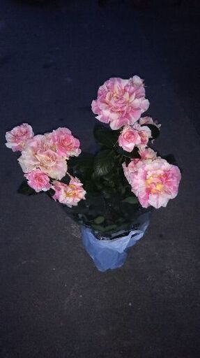 バラ大苗 J Pクロードモネ Mich 揖斐のその他の中古あげます 譲ります ジモティーで不用品の処分