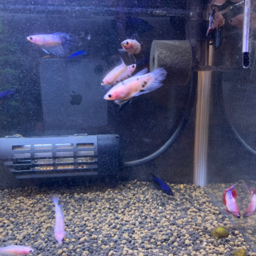 譲ります 鯉ベタ 稚魚 こいベタ 2cm 3cm さだめだか 小千谷のその他の中古あげます 譲ります ジモティーで不用品の処分 譲ります 鯉ベタ 稚魚 こいベタ 2cm 3cm さだめだか 小千谷のその他の中古あげます 譲ります ジモティーで不用品の処分