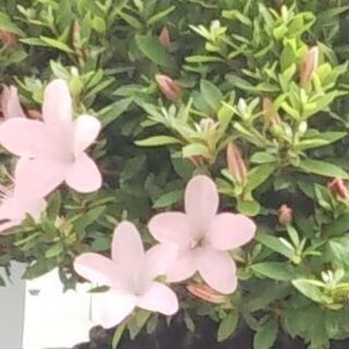 さつき・日光の赤花、白花、覆輪花苗譲ってください。