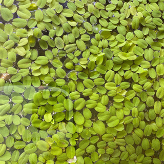 オオサンショウモ　水草  浮草