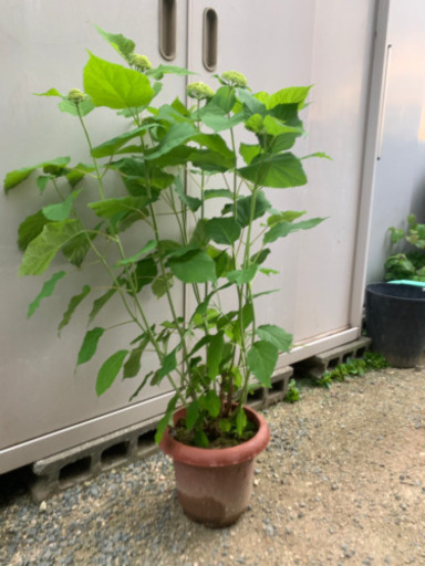 残り4株 アナベルの鉢植え フワリ 岡山のその他の中古あげます 譲ります ジモティーで不用品の処分