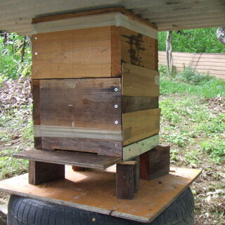 日本みつばち今春分蜂群　継ぎ用巣枠1段お付けします。