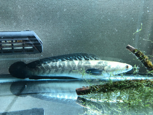 熱帯魚飼育セット