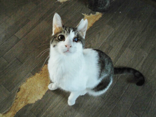 里親さま決定 動画あり お風呂をたしなむ猫リキ ２歳前後 むびらき 熊谷の猫の里親募集 ジモティー
