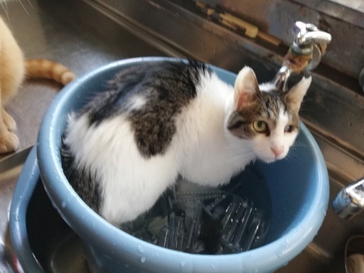 里親さま決定 動画あり お風呂をたしなむ猫リキ ２歳前後 むびらき 熊谷の猫の里親募集 ジモティー