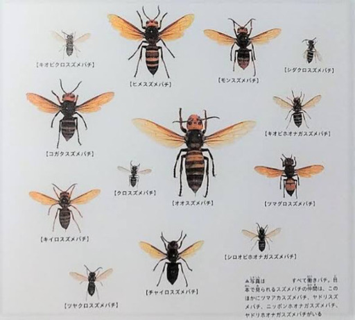 艶小蜂