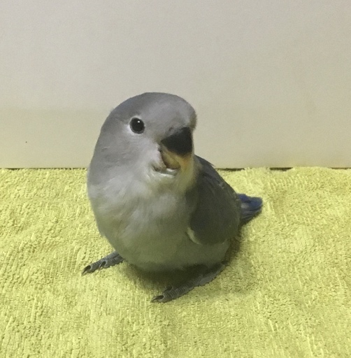 けんぼの森 良く慣れたコザクラインココバルトバイオレット ホワイトフェイス4 15生まれ1羽 16 000円 税込 値下げしました けんぼっ 下溝のペットショップの無料広告 無料掲載の掲示板 ジモティー