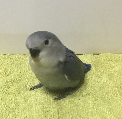 けんぼの森 良く慣れたコザクラインココバルトバイオレット ホワイトフェイス4 15生まれ1羽 16 000円 税込 値下げしました けんぼっ 下溝のペットショップの無料広告 無料掲載の掲示板 ジモティー