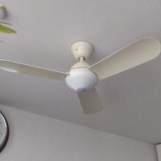 DAIKOトリムファン