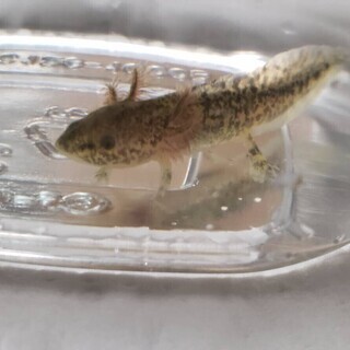 マーブル ウーパールーパーの赤ちゃん差し上げます 手足欠損有 ぽもす 郡山のその他の中古あげます 譲ります ジモティーで不用品の処分