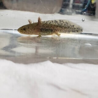 マーブル ウーパールーパーの赤ちゃん差し上げます 手足欠損有 ぽもす 郡山のその他の中古あげます 譲ります ジモティーで不用品の処分