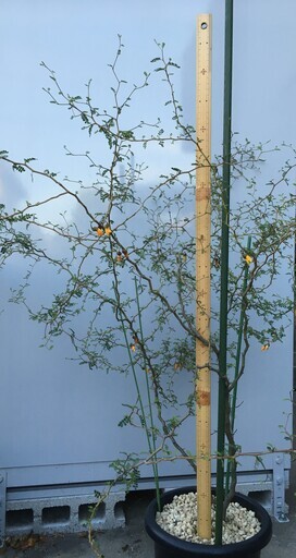 値下げしました 観葉植物ソフォラ リトルベイビーメルヘンの木ソフォラリトルベイビー鉢植え まきまき 小牧のその他の中古あげます 譲ります ジモティーで不用品の処分