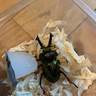 オオクワガタ 能勢SR 同腹ペア (84.7×54.5)