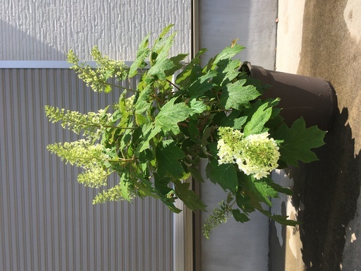 カシワバアジサイ大株鉢植え紫陽花あじさい まきまき 小牧のその他の中古あげます 譲ります ジモティーで不用品の処分