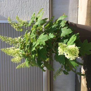 カシワバアジサイ大株鉢植え紫陽花あじさい まきまき 小牧のその他の中古あげます 譲ります ジモティーで不用品の処分