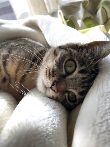 生後八ヶ月くらいの保護猫二匹 (bibi) 手柄の猫の里親募集｜ジモティー