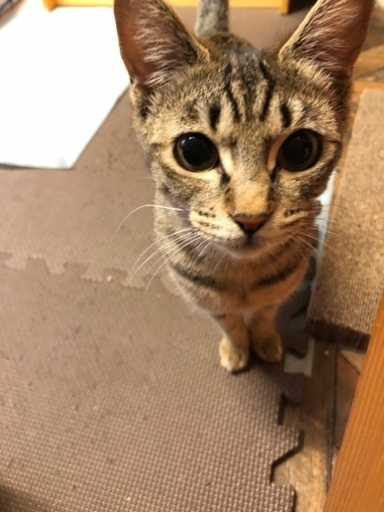 生後八ヶ月くらいの保護猫二匹 (bibi) 手柄の猫の里親募集｜ジモティー