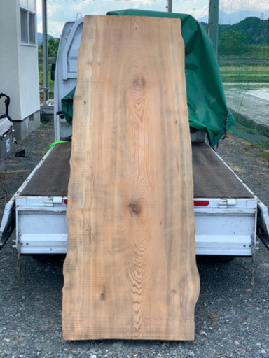 巨大！！　松の木　テーブル素材