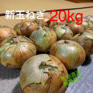 新玉ねぎ20kg【産地直送　無農薬】