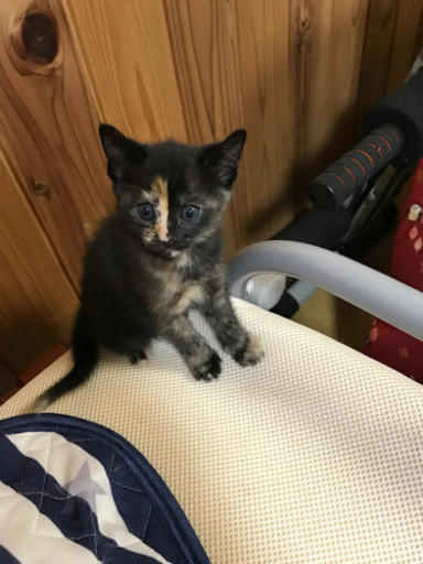 生後1ヶ月半の子猫里親募集 (げんかい) 愛知大学前の猫の里親募集