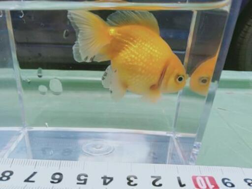 商談中 ピンポンパール崩れ 金魚多分オス3才 アオ 阿久比のその他の中古あげます 譲ります ジモティーで不用品の処分 商談中 ピンポンパール崩れ 金魚多分オス3才 アオ 阿久比のその他の中古あげます 譲ります ジモティーで不用品の処分