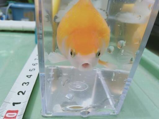 商談中 ピンポンパール金魚多分オス3才 アオ 阿久比のその他の中古あげます 譲ります ジモティーで不用品の処分