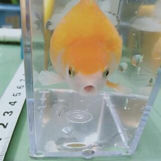 【商談中】②ピンポンパール　金魚　多分オス　3才