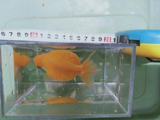 商談中 ピンポンパール金魚多分メス3才 アオ 阿久比のその他の中古あげます 譲ります ジモティーで不用品の処分 商談中 ピンポンパール金魚多分メス3才 アオ 阿久比のその他の中古あげます 譲ります ジモティーで不用品の処分