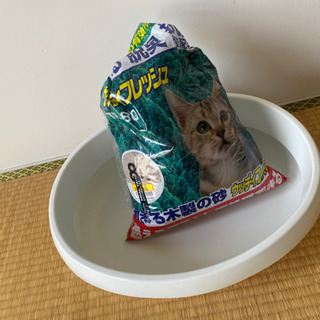 猫　トイレ+猫砂セット　