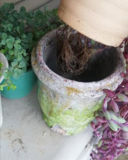 多肉植物 ルビーネックレス Gurekoma 聖蹟桜ヶ丘のその他の中古あげます 譲ります ジモティーで不用品の処分