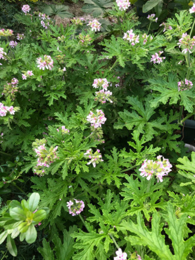 植物蚊除けハーブ ゼラニウム 5月30日まで シマシマ 富田のその他の中古あげます 譲ります ジモティーで不用品の処分