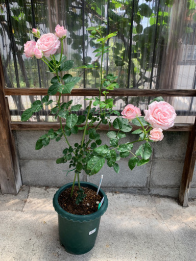 バラフェアリーカップ 切花品種 7号鉢 Rose 川崎のその他の中古あげます 譲ります ジモティーで不用品の処分