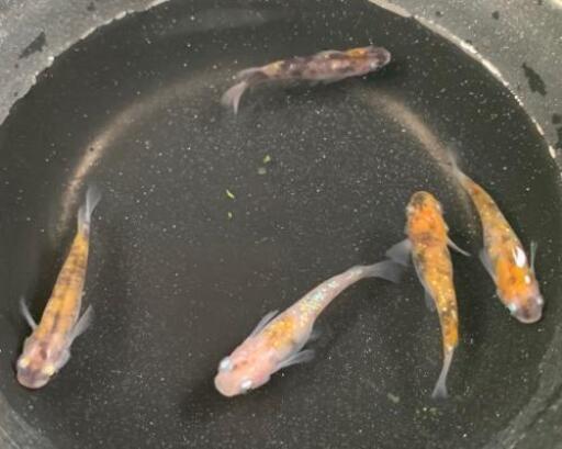 本家直送 宮姫 みやひめ メダカ 1 2 若魚 宮めだかさんオリジナル 沖縄で販売してるのはココだけです 國めだか てだこ浦西のその他の中古あげます 譲ります ジモティーで不用品の処分
