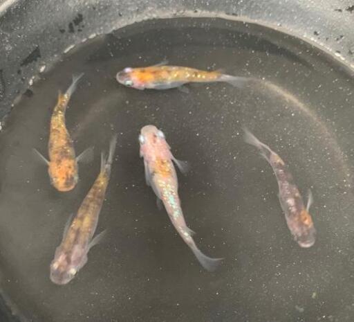 本家直送 宮姫 みやひめ メダカ 1 2 若魚 宮めだかさんオリジナル 沖縄で販売してるのはココだけです 國めだか てだこ浦西のその他の中古あげます 譲ります ジモティーで不用品の処分