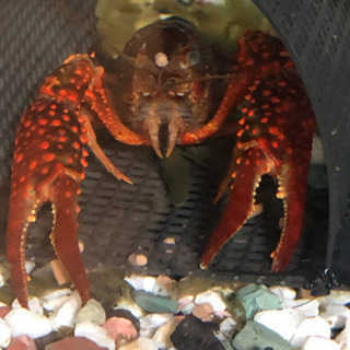 埼玉県の中古ザリガニが無料 格安で買える ジモティー