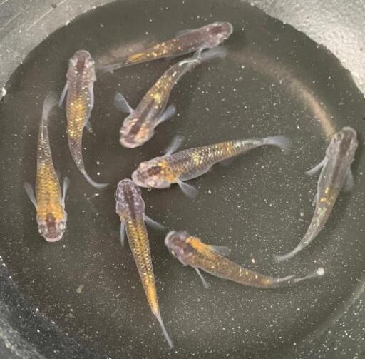 本家直送🤩虎黒王[とらこくおう]メダカ[♂1+♀2]若魚🏵️宮めだかさん 