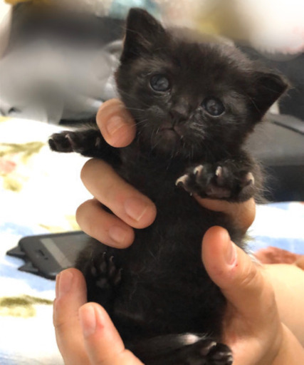尻尾の先だけ真っ白の黒猫ちゃん ねこネットあま あまの猫の里親募集 ジモティー 尻尾の先だけ真っ白の黒猫ちゃん ねこネットあま あまの猫の里親募集 ジモティー