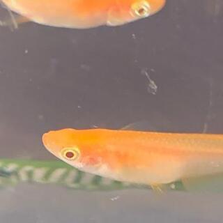 卑弥呼鰭長メダカ[♂1+♀1]