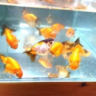 金魚 純血 大阪らんちゅう ２歳 1匹 池から選びます!（写真は数年前の