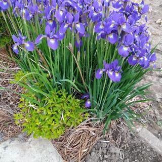 紫のアヤメの花、株分けします。