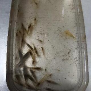 取引中の為 受付停止 水草 ミナミヌマエビ ミックスメダカの卵等セット販売 ひでぽん 南行徳のその他の中古あげます 譲ります ジモティーで不用品の処分 取引中の為 受付停止 水草 ミナミヌマエビ ミックスメダカの卵等セット販売 ひでぽん 南行徳のその他の中古あげます 譲ります ジモティーで不用品の処分